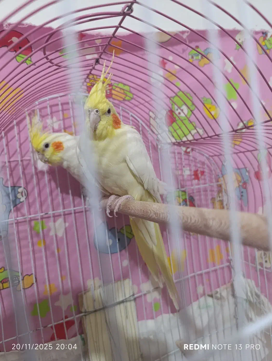 عروس هلندی مولد لوتینو روی تخم|پرنده|ارومیه, |دیوار