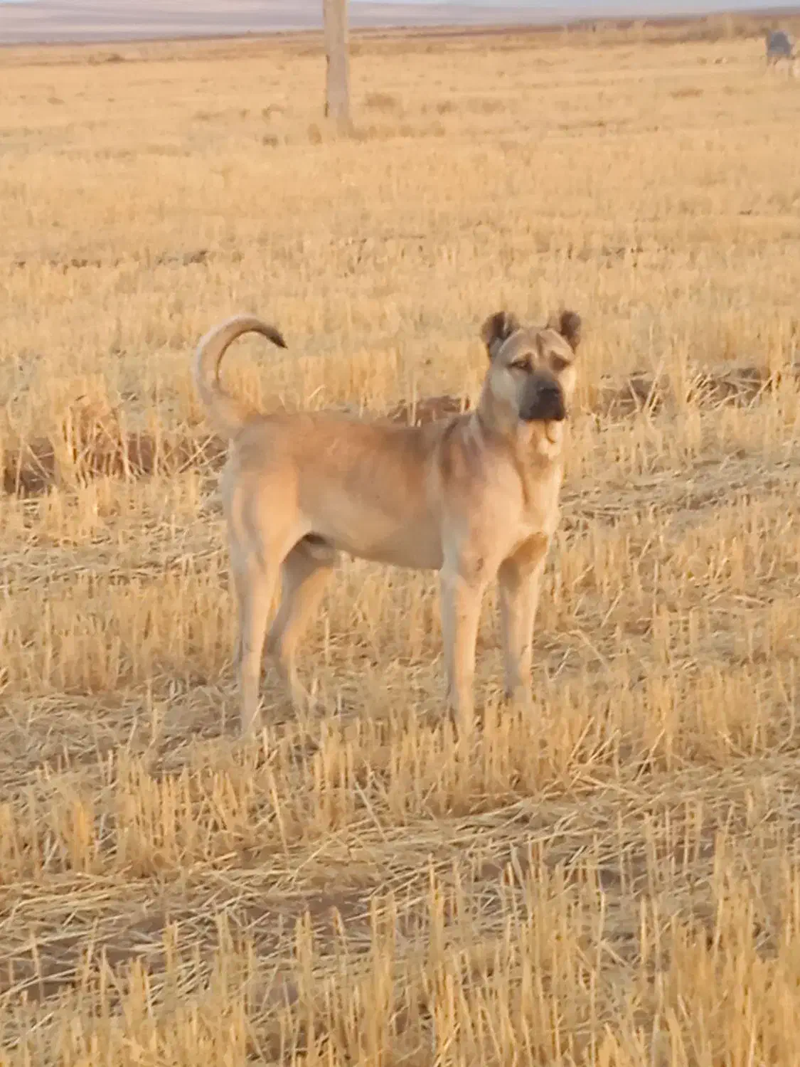 سگ سرابی|سگ|مهربان, |دیوار