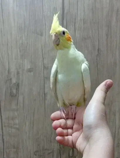 عروس هلندی|پرنده|مسجد سلیمان, |دیوار