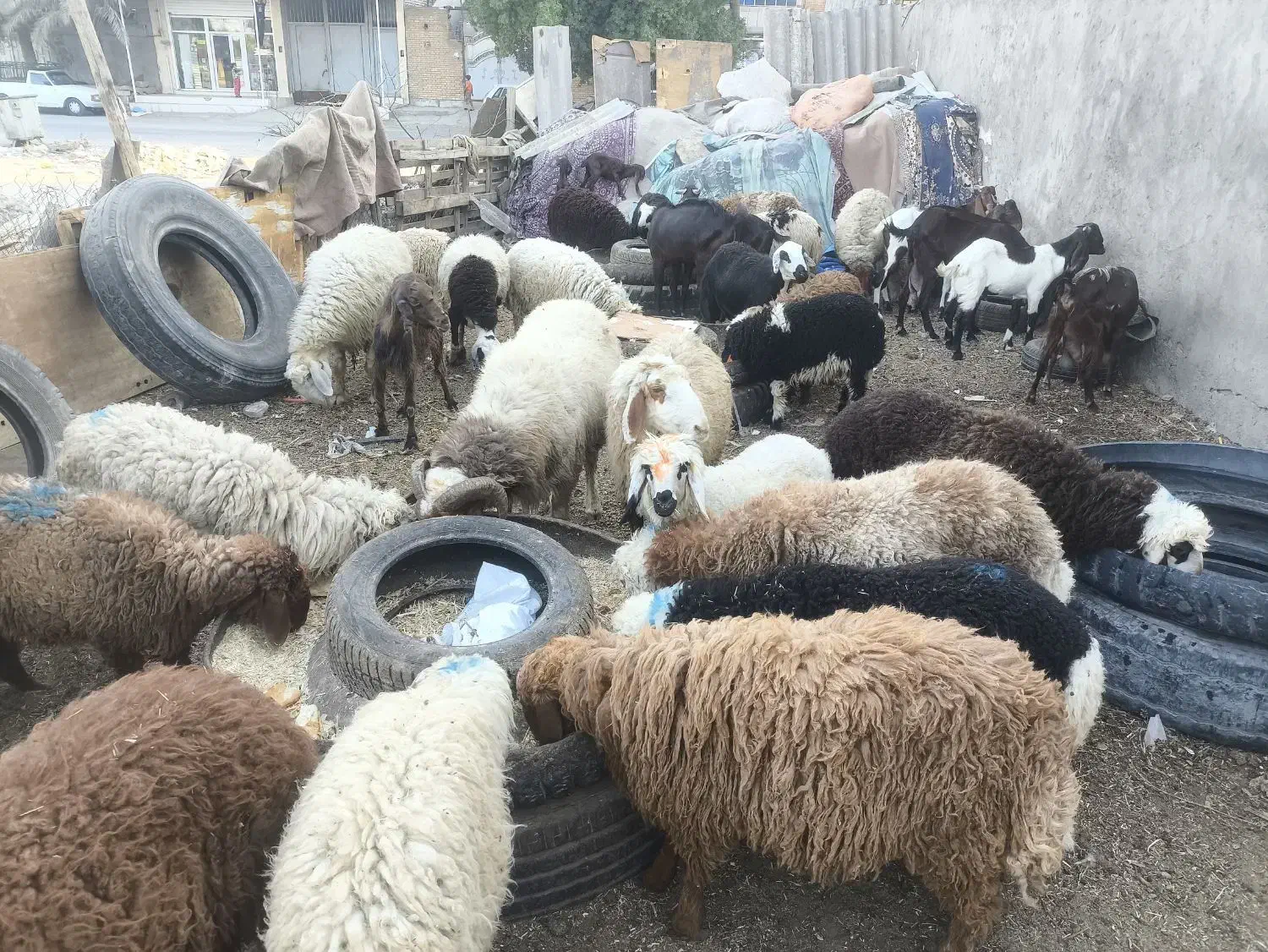 گوسفند و بره فروشی چاق همراه با قصابی|حیوانات مزرعه|اهواز, کوی طلاب|دیوار