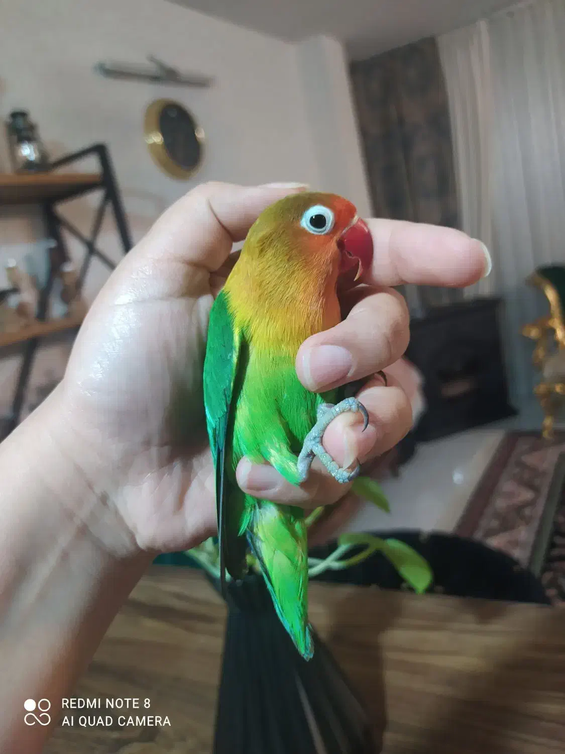 طوطی کوتوله برزیلی|پرنده|رضویه, |دیوار