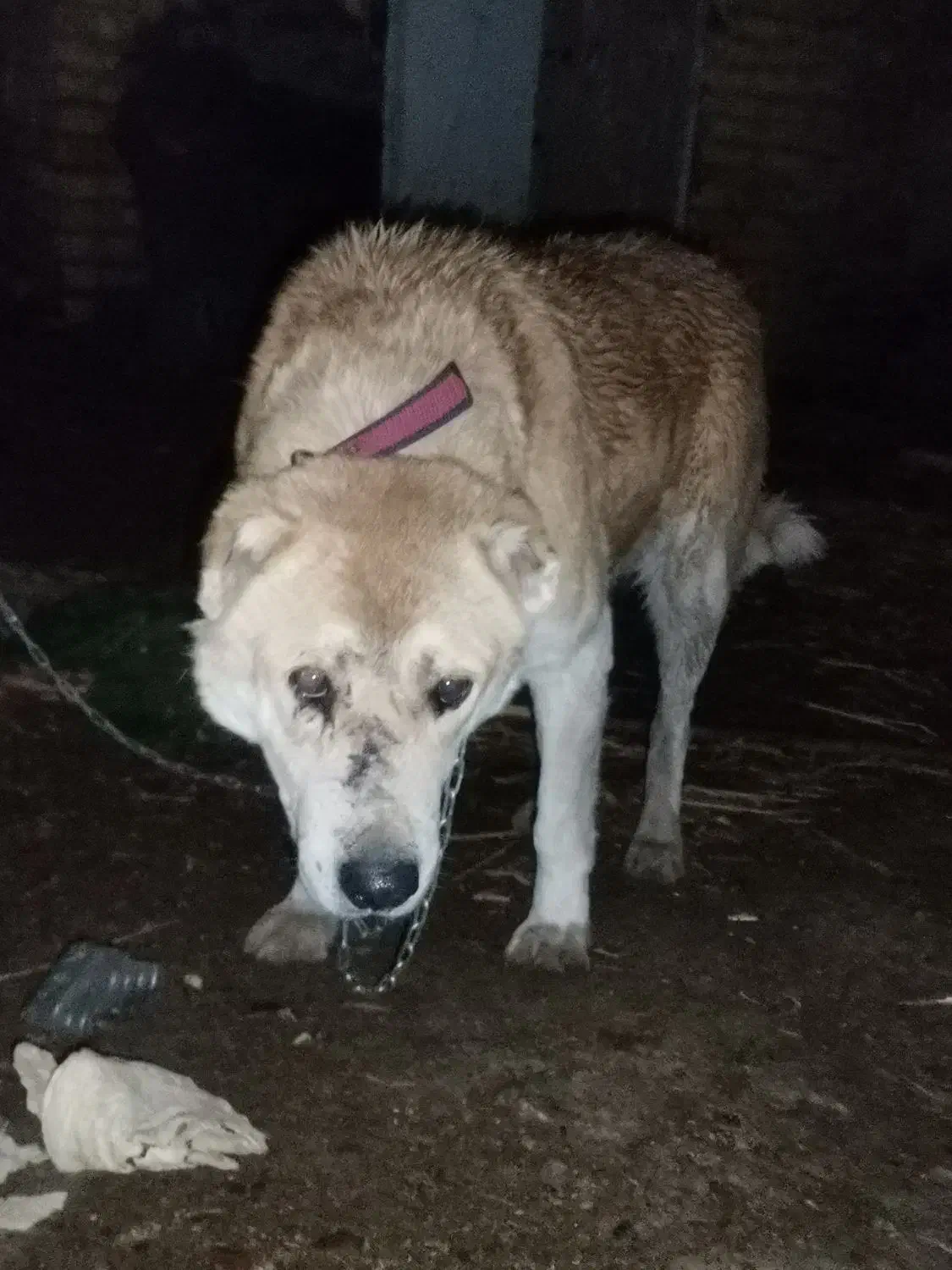 سگ گله|سگ|شهرضا, |دیوار