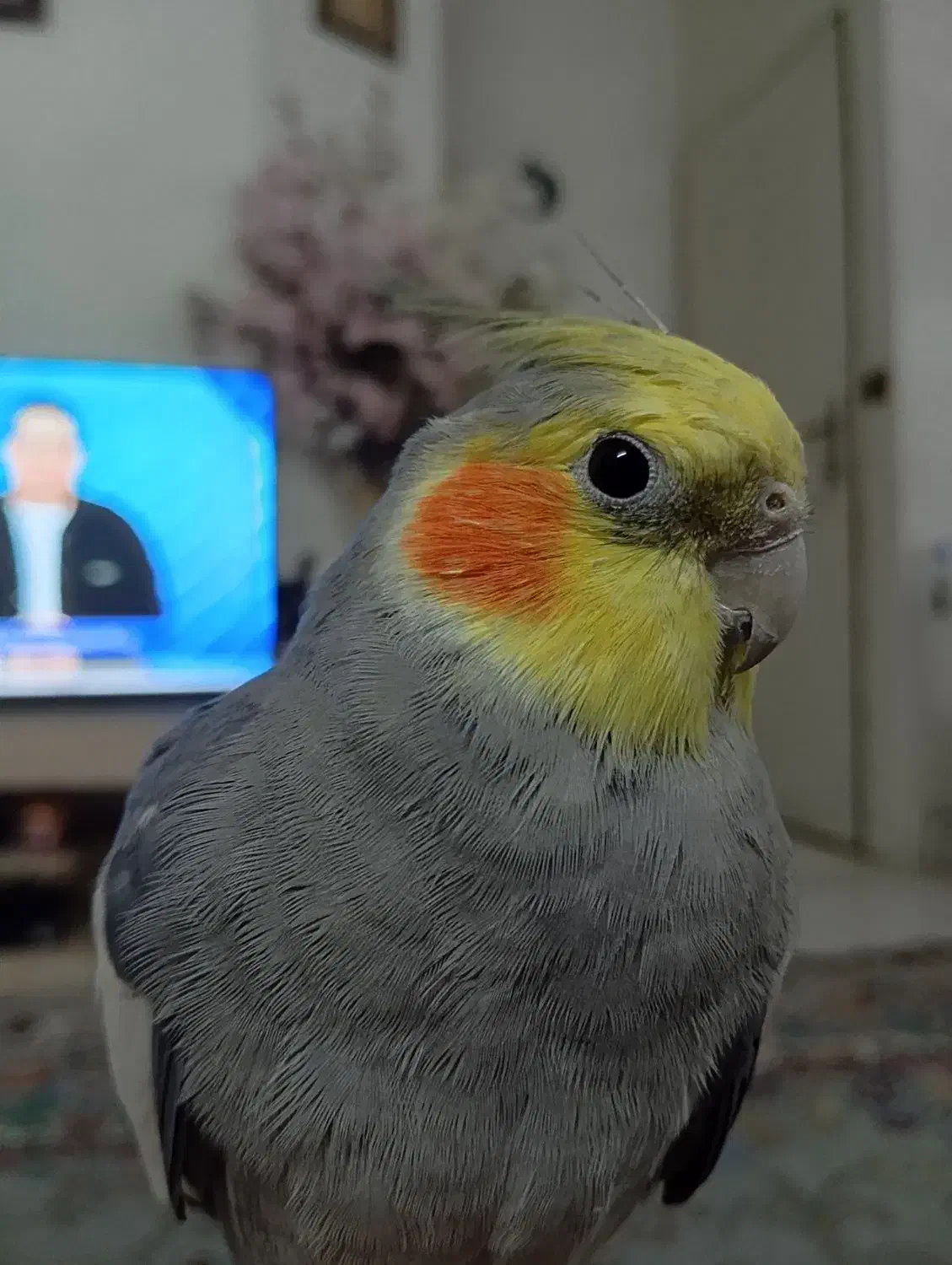 عروس نر سخن گو|پرنده|تهران, مشیریه|دیوار