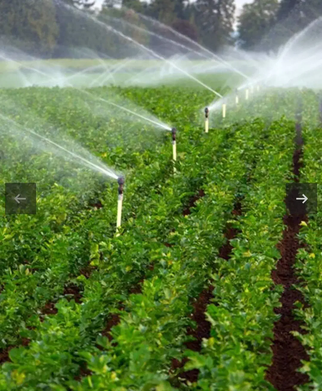 اجاره ۳ هکتارزمین زراعی آبی|اجارهٔ دفتر صنعتی، کشاورزی، تجاری|سجاس رود, |دیوار