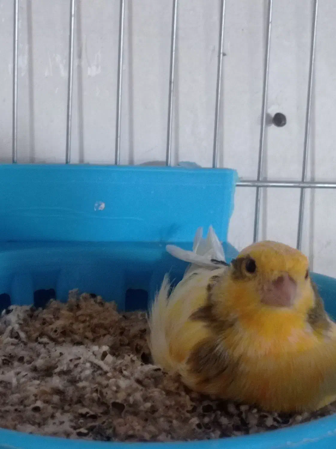 قناری|پرنده|تهران, مشیریه|دیوار