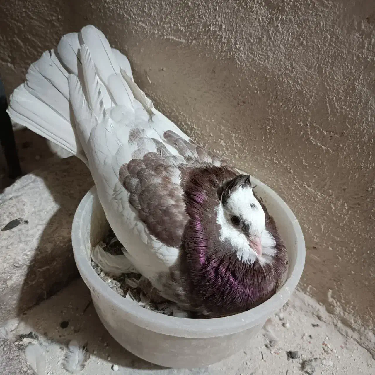 کبوتر کفتر گمشده|حیوانات|قم, یزدان‌شهر|دیوار