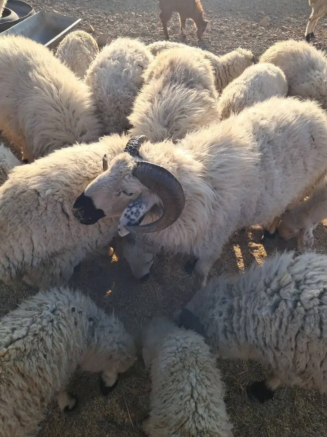 قوچ بزرگ وچاق آمد وکشتن|حیوانات مزرعه|درب بهشت, |دیوار