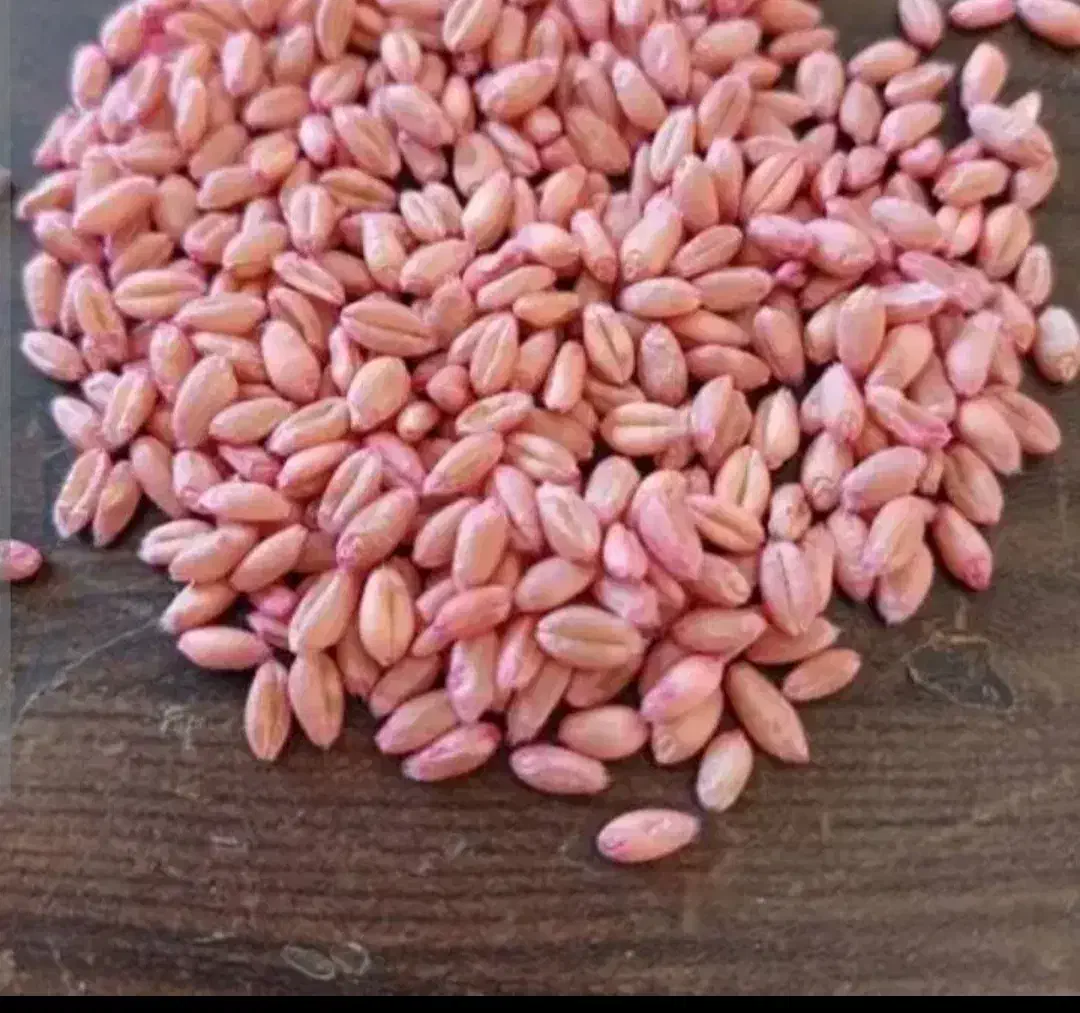 گندم بذری رقم صدرا|فروشگاه و مغازه|دهگلان, |دیوار