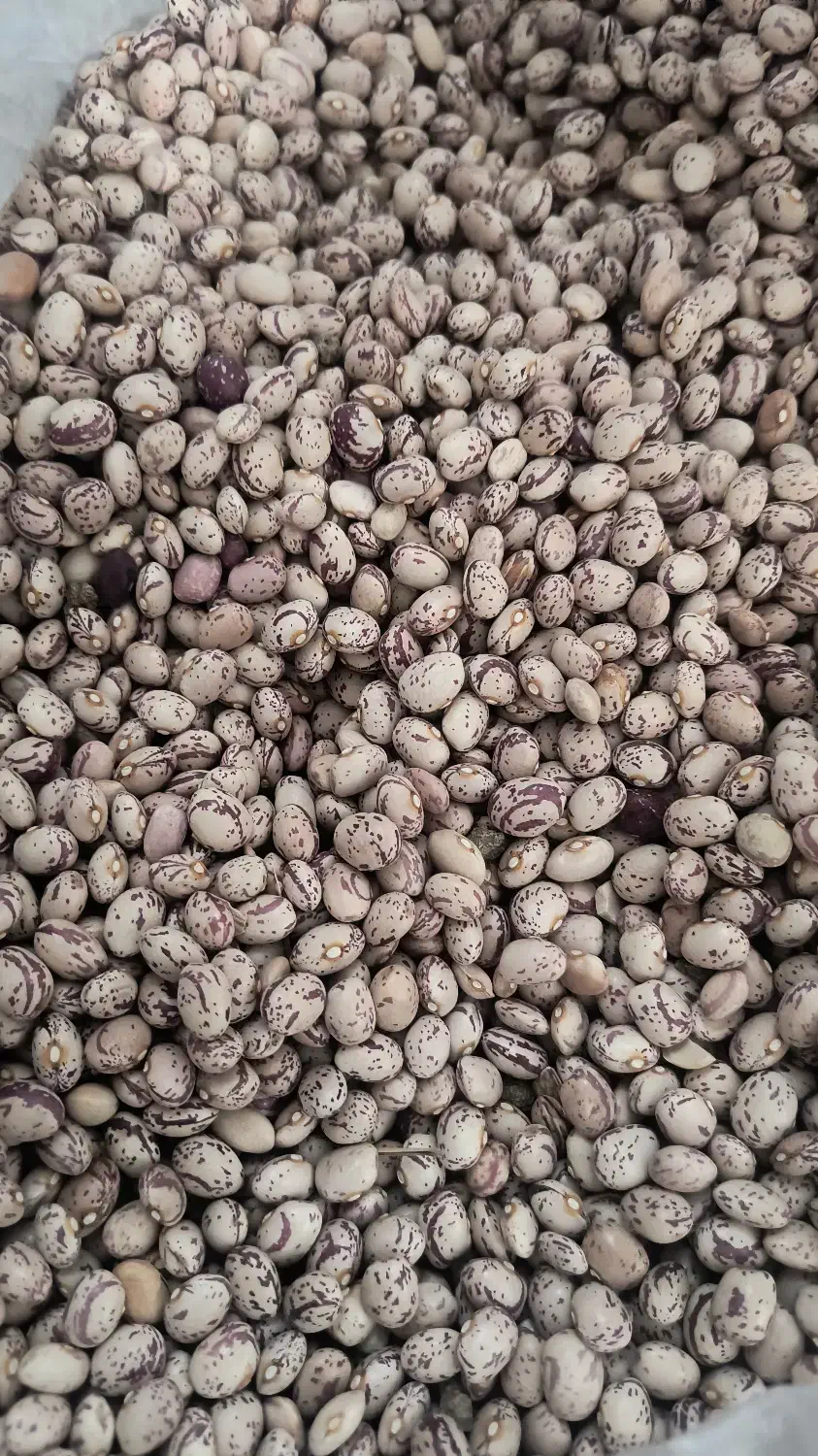 لوبیا چیتی تحویل درب منزل|خوردنی و آشامیدنی|شیراز, بازار|دیوار