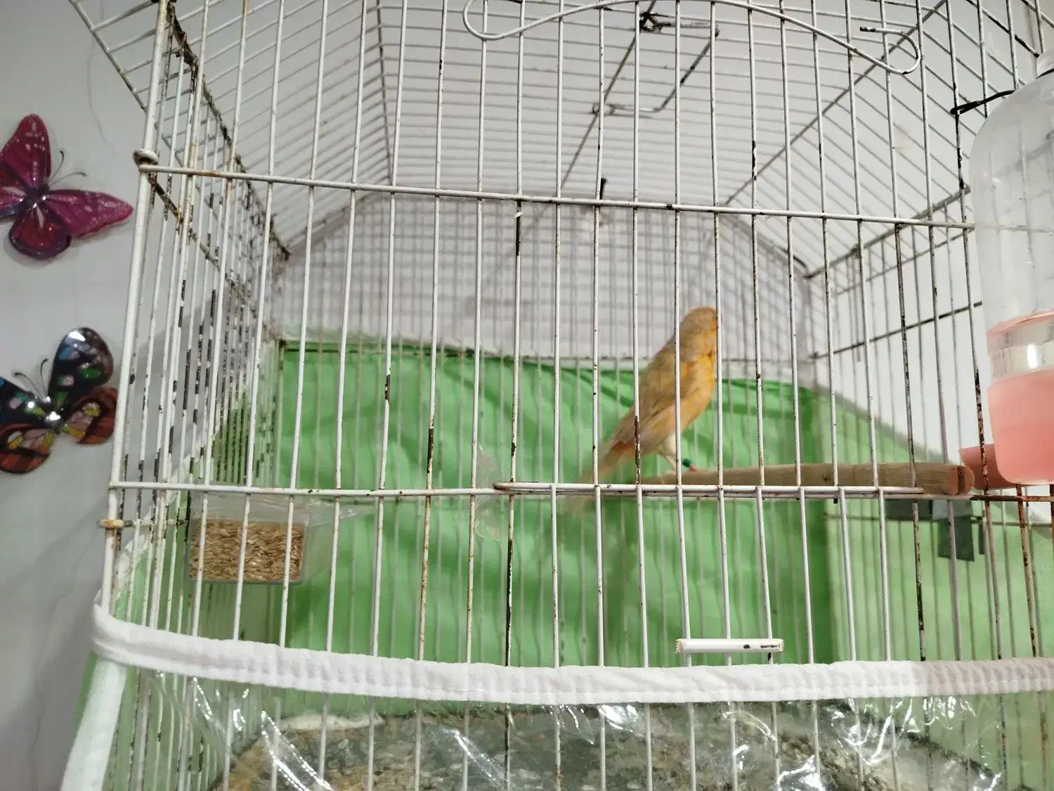 قناری شتری|پرنده|شیراز, چشمه سید صفری|دیوار