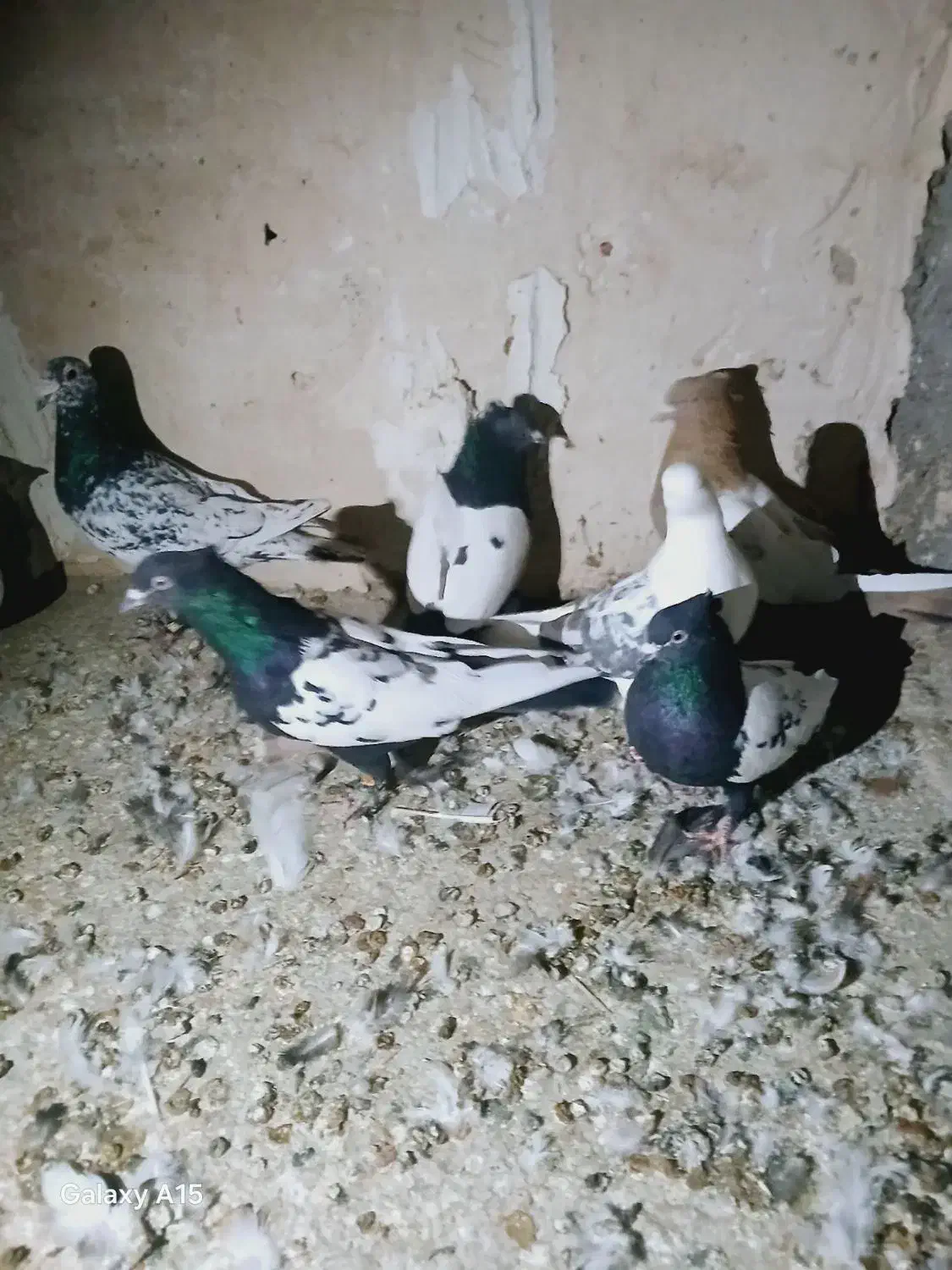 کبوتر رنگه|پرنده|قوچان, |دیوار