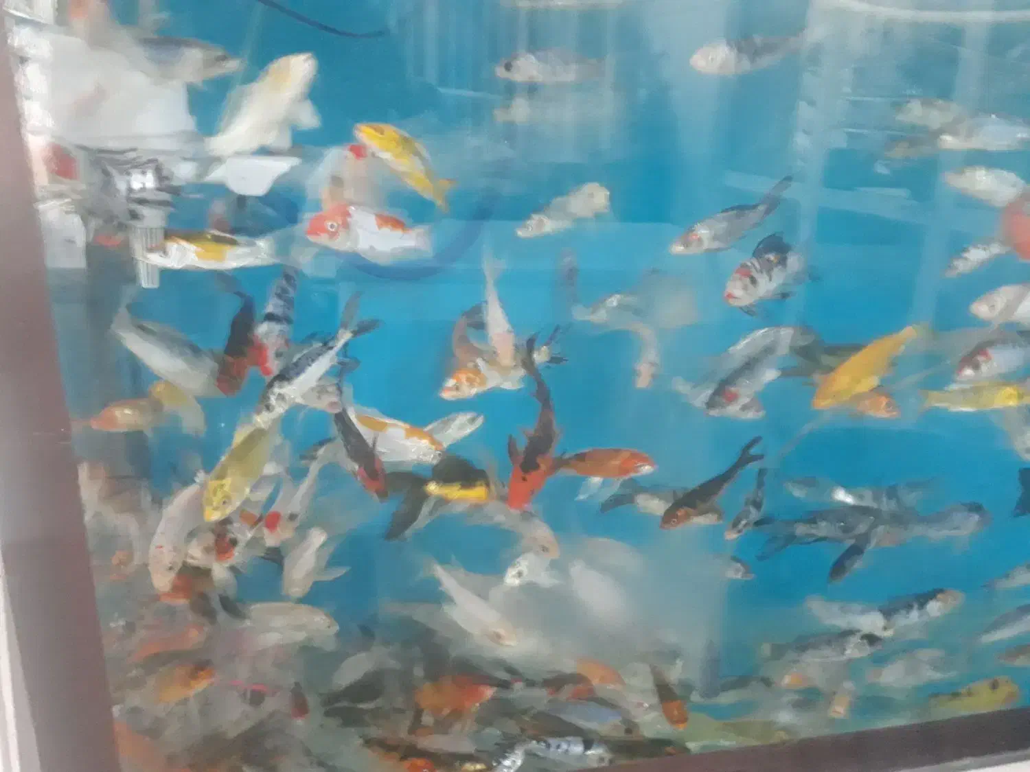 بچه ماهی کُوی برکه ژاپنی|ماهی|اصفهان, سودان|دیوار