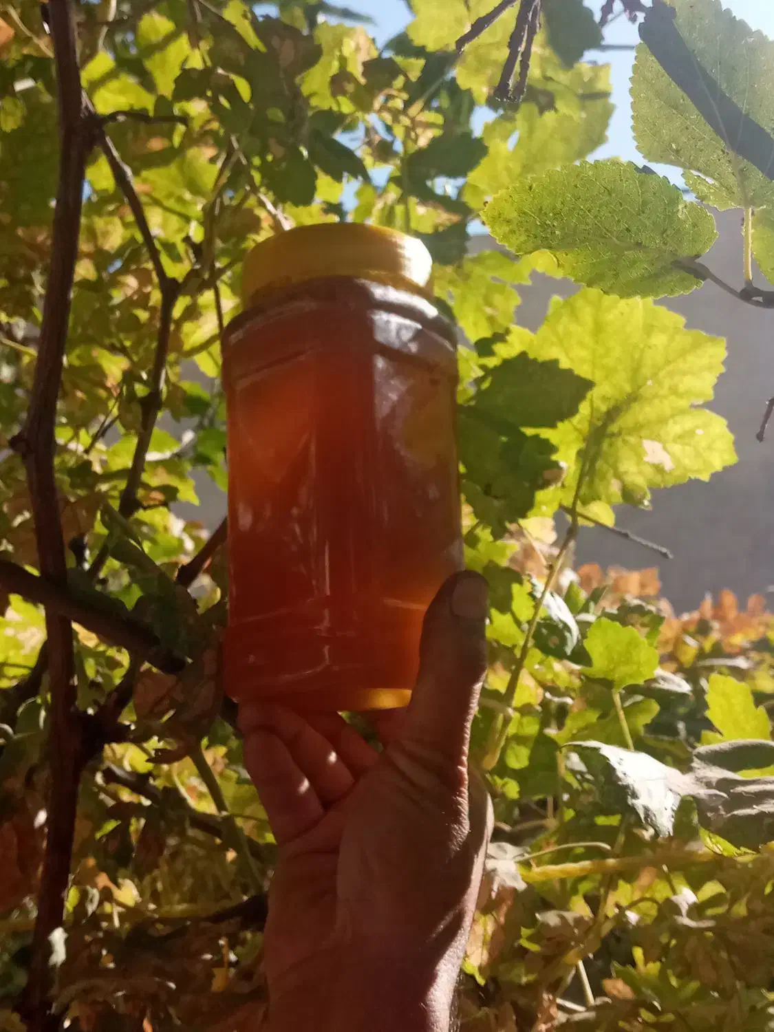 عسل طبیعی اویشن کوهی|خوردنی و آشامیدنی|مرودشت, تخت جمشید|دیوار