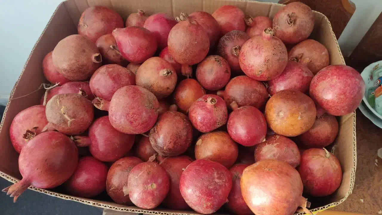 انار|خوردنی و آشامیدنی|قائن, |دیوار