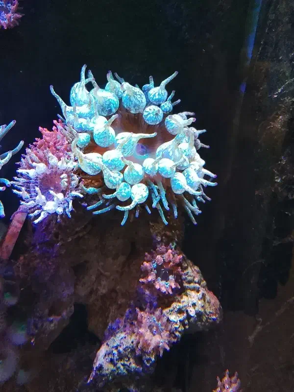 شقایق|ماهی|شیراز, فرهنگ شهر|دیوار