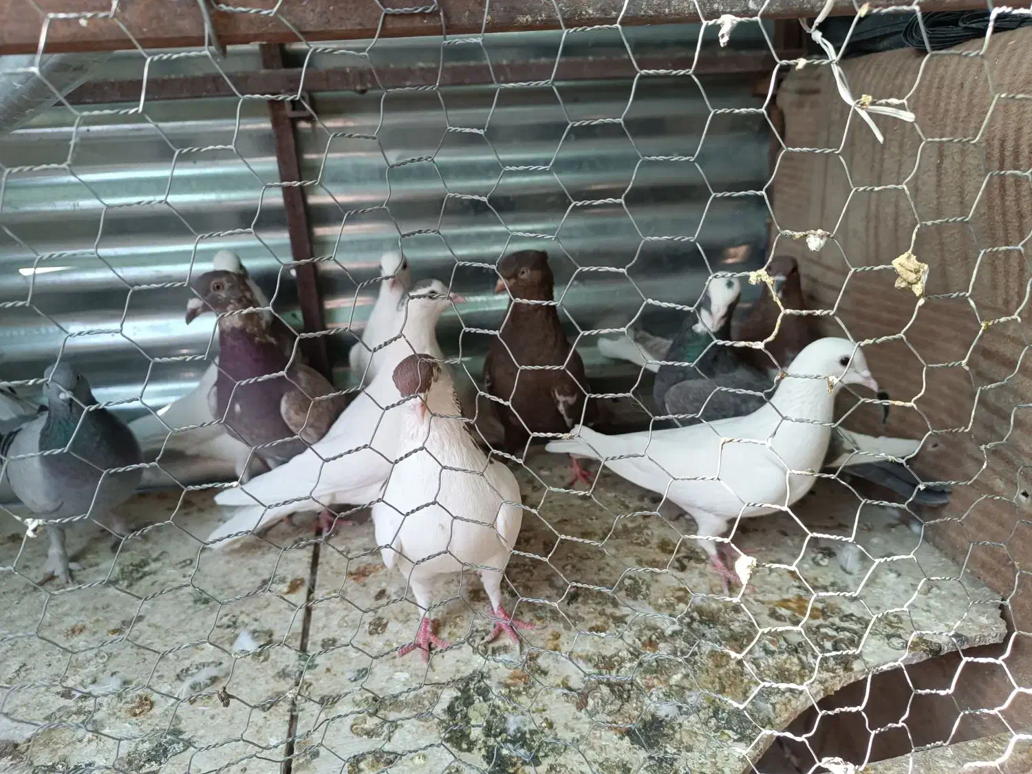 فروش ده عدد کفتر رنگی زرنگ زد و خوردی|پرنده|شیراز, انجیره|دیوار