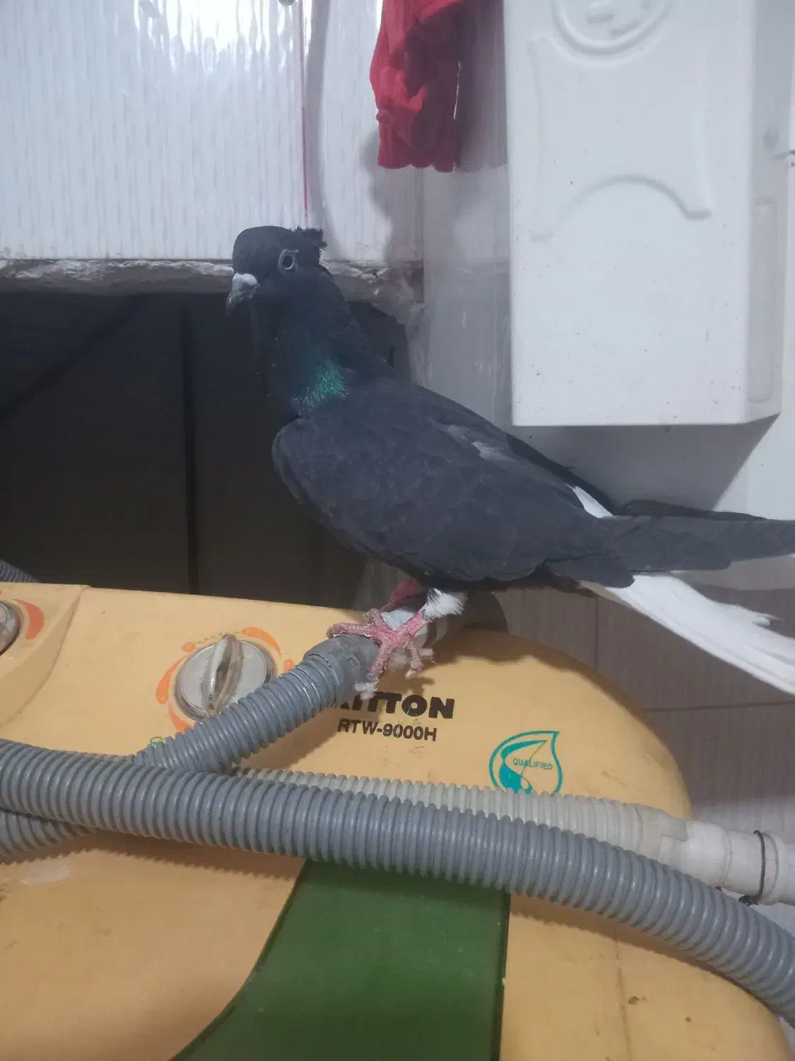 زاغ دم سفید صید|پرنده|چناران, |دیوار