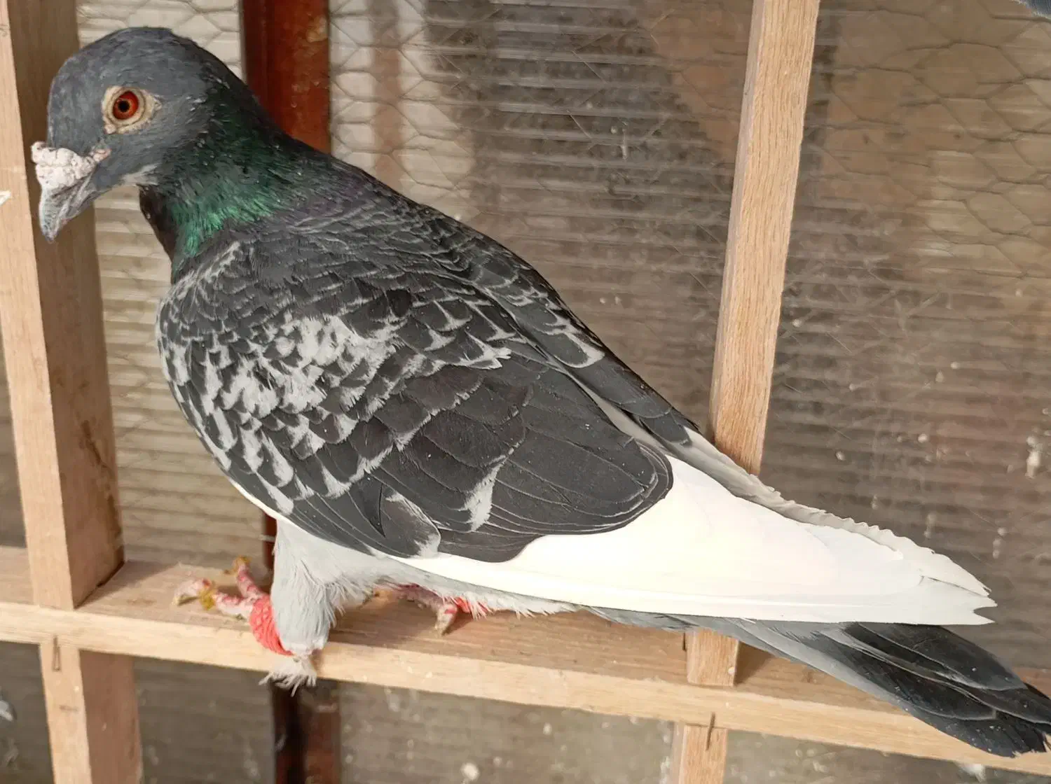 کفتر کبوتر|پرنده|بومهن, |دیوار