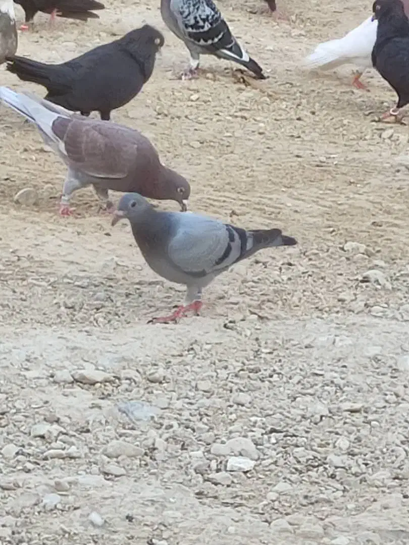 جوجه کبوترپلاکی|پرنده|بوشهر, |دیوار