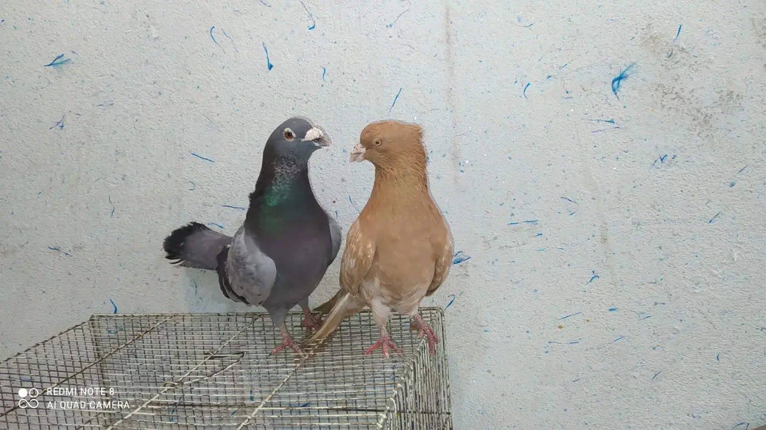 کفتر کله زرد و پولکی آلمانی|پرنده|مشهد, ایثار|دیوار