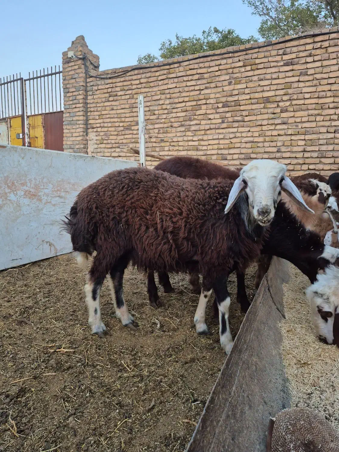 بره قوچ|حیوانات مزرعه|رشتخوار, |دیوار