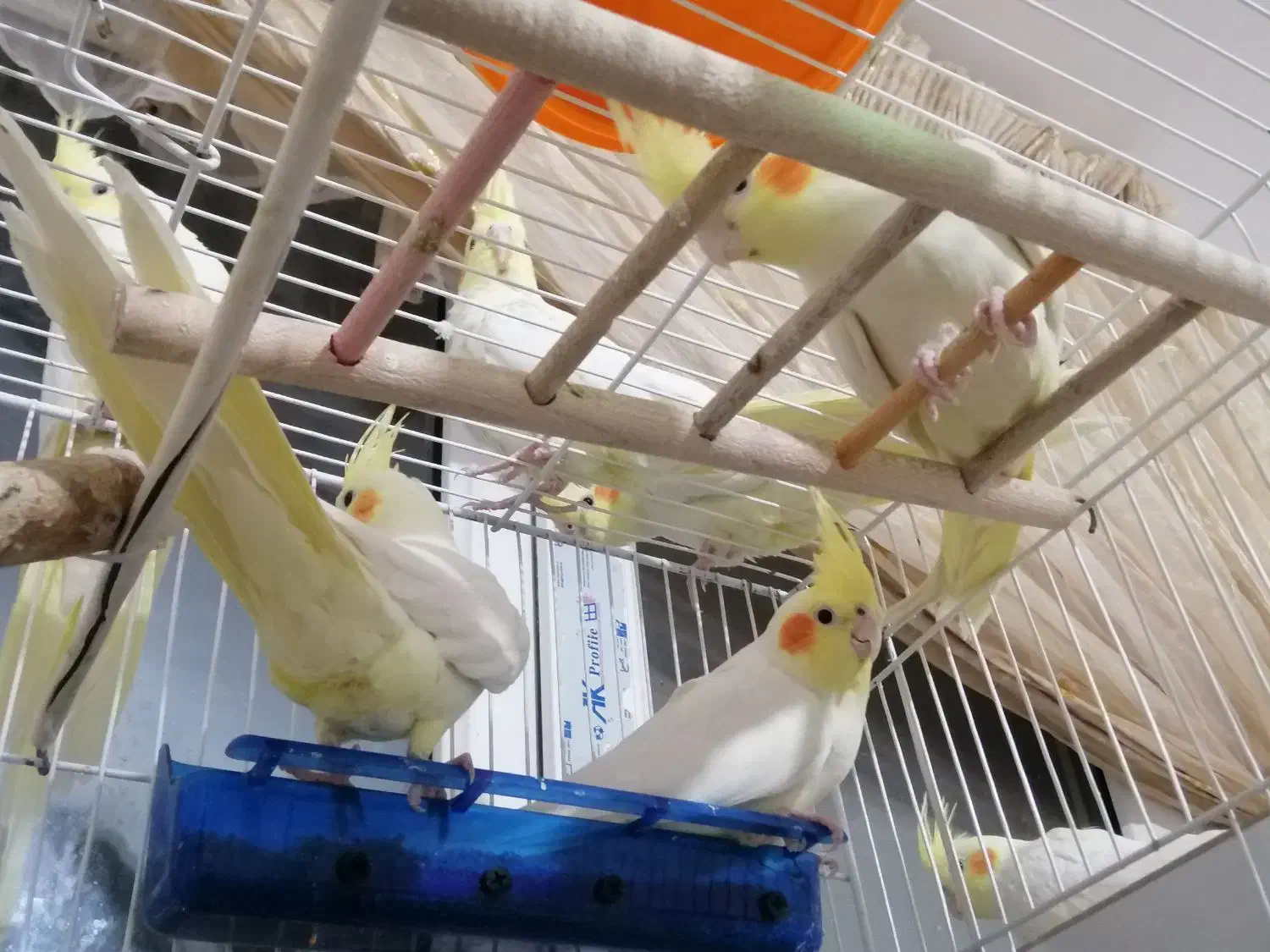 پرنده عروس هلندی|پرنده|گلبهار, نوبهار|دیوار