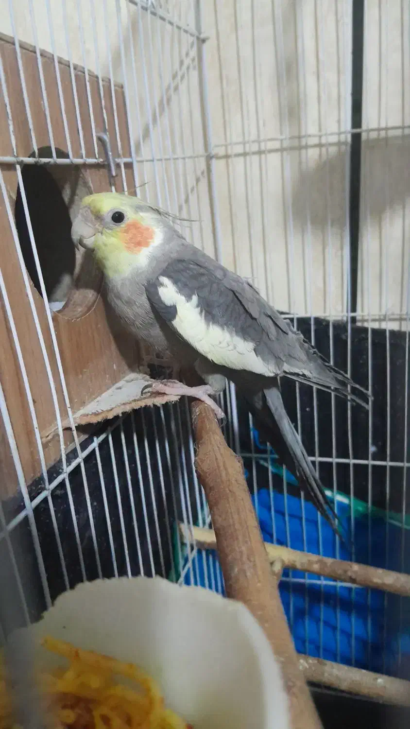 عروس هلندی|پرنده|خرمدره, |دیوار