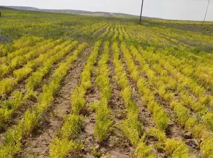 کاه عدس|لوازم جانبی حیوانات|اهر, |دیوار