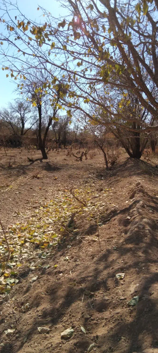 فروش باغ خوش جا با قیمت استثنایی|فروش زمین و ملک کلنگی|بهمن صغاد, |دیوار