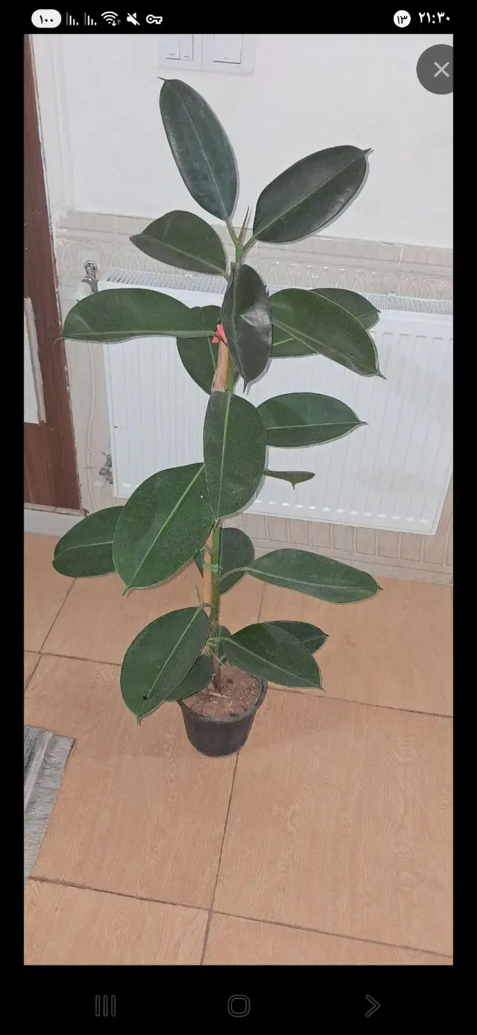 فیکوس سبز زیبا|گل و گیاه طبیعی|بجنورد, |دیوار