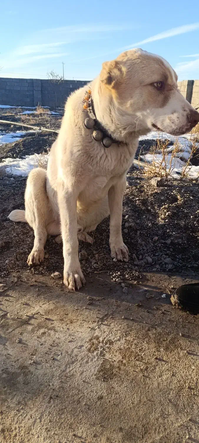 سگ گله|سگ|قلندر آباد, |دیوار