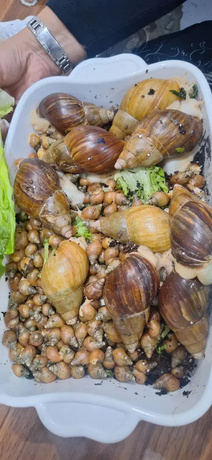 حلزون طبی آلبینو|خزنده|شیراز, سایت اداری|دیوار