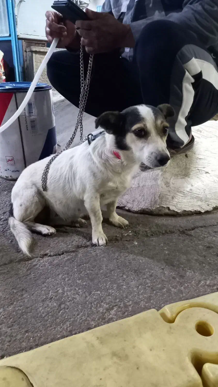 سگ پاکوتاه|سگ|ماهان, |دیوار