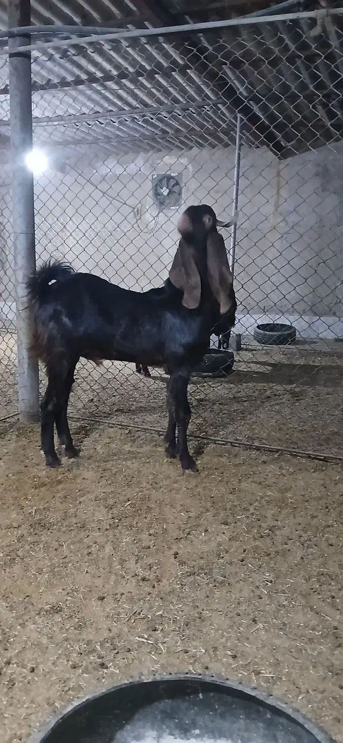 بزنر|حیوانات مزرعه|شادگان, |دیوار