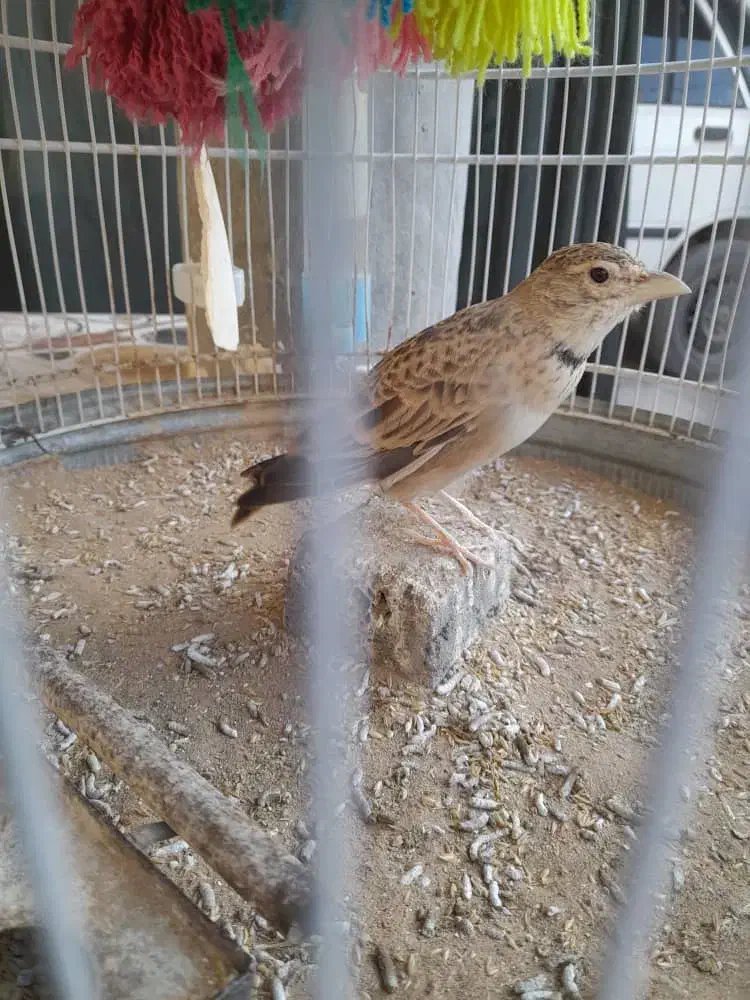 خاکیو|پرنده|خورموج, |دیوار