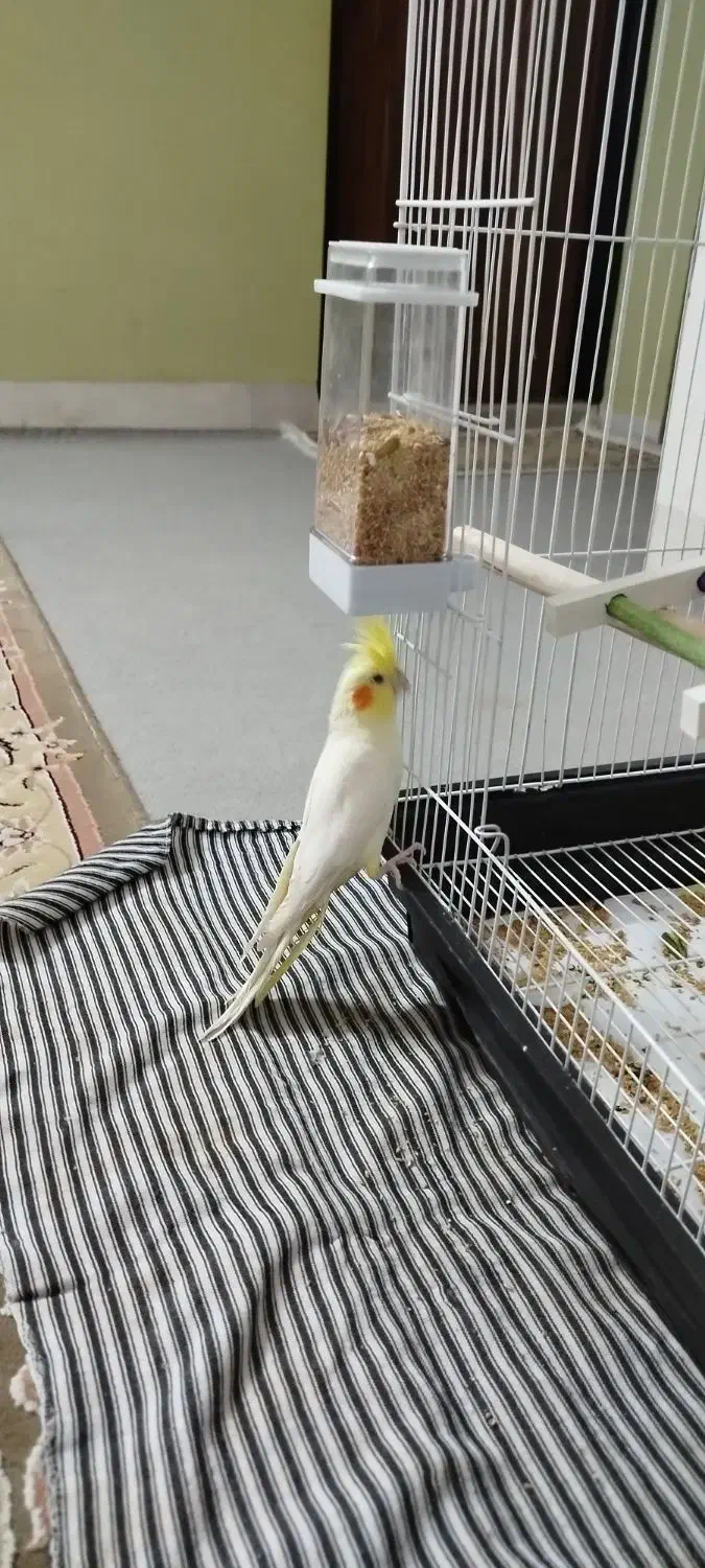 عروس هلندی|پرنده|شاهرود, |دیوار