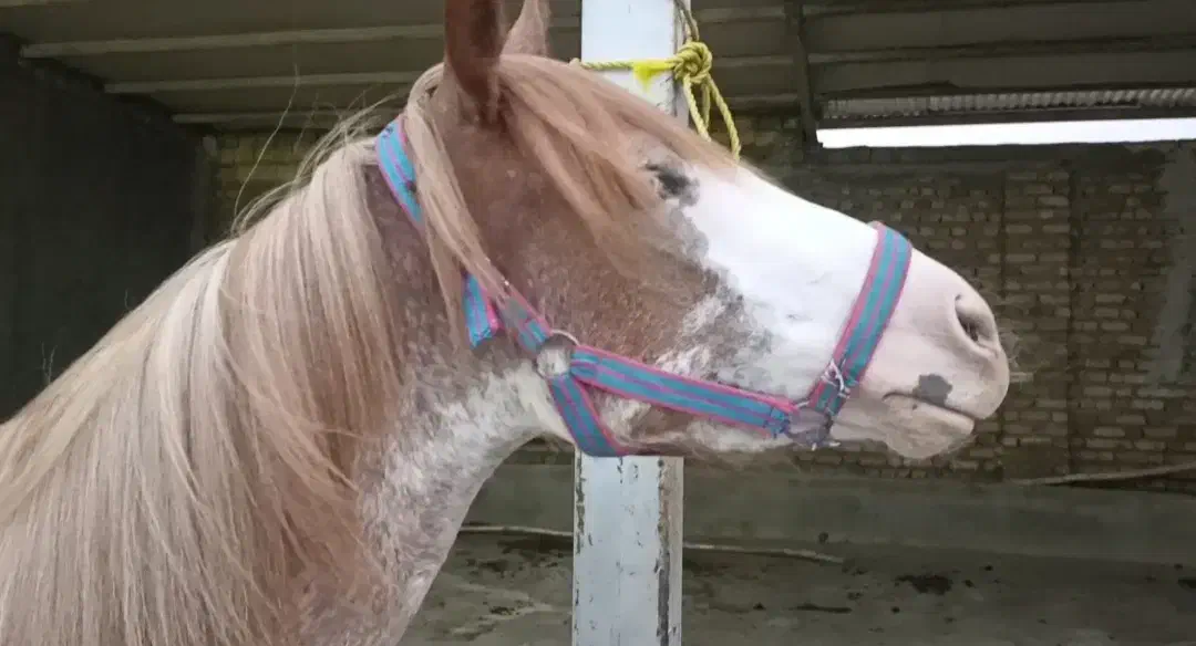 مادیون عرب خرسان|اسب و تجهیزات اسب‌سواری|بروجرد, |دیوار