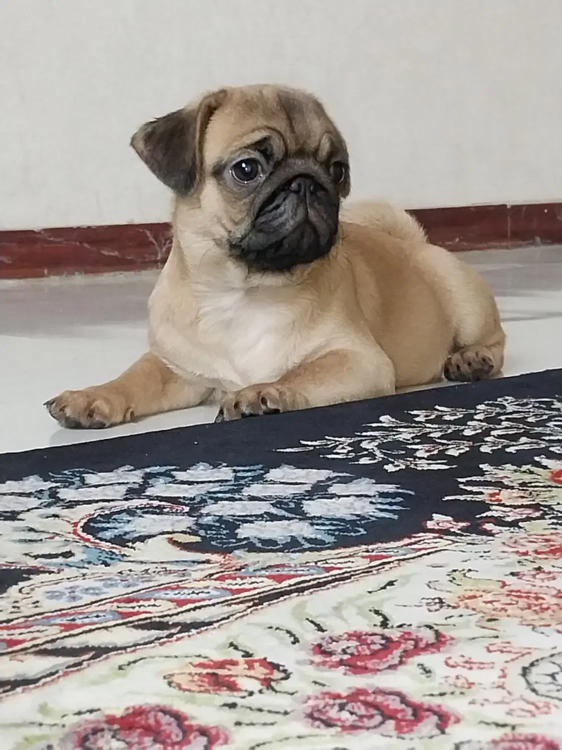 سگ پاگ|سگ|پاکدشت, پاکدشت (مامازند)|دیوار