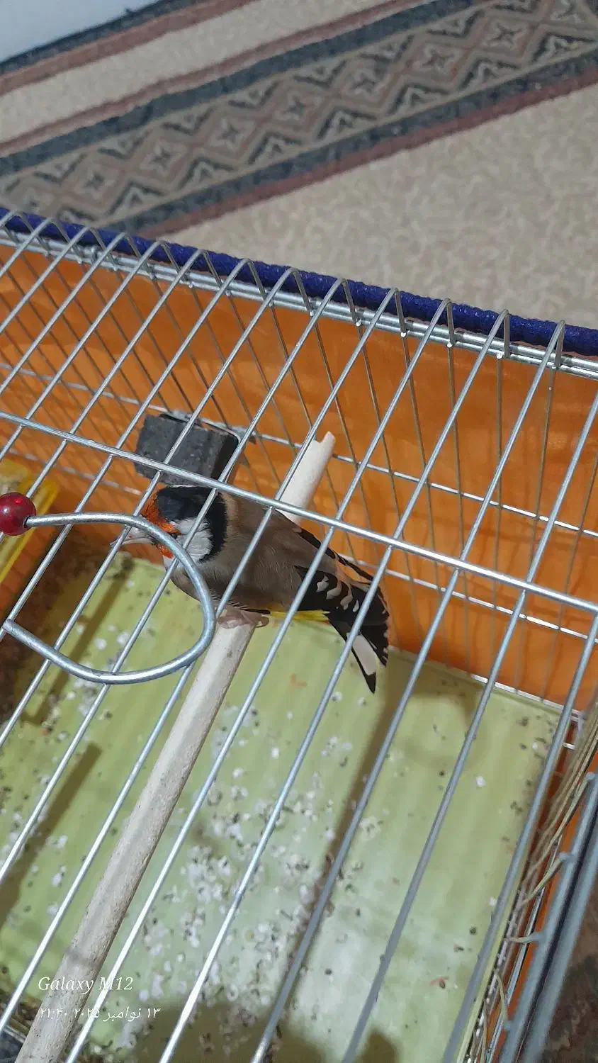 سهره چهار گل زیبا|پرنده|خمینیشهر, |دیوار