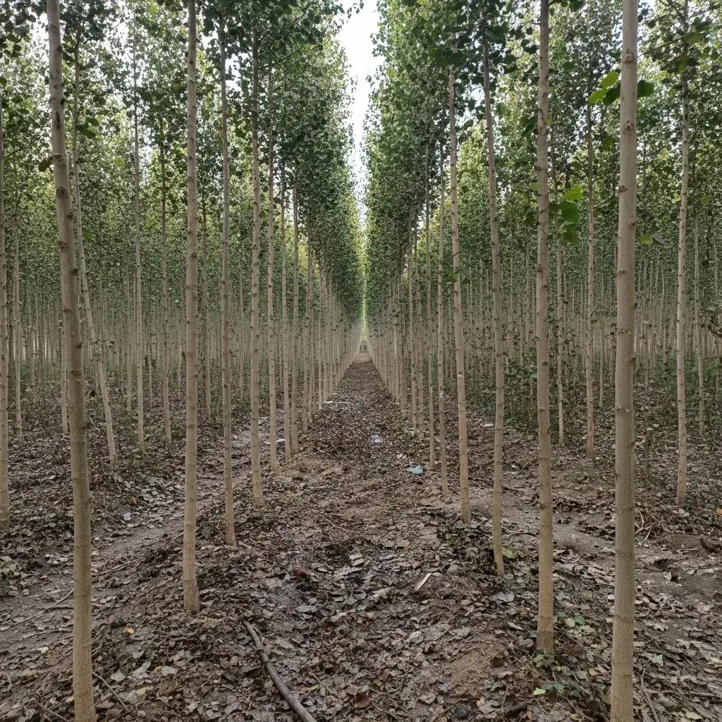 چوب مرغوب شال|حراج|محمدیه-قزوین, |دیوار