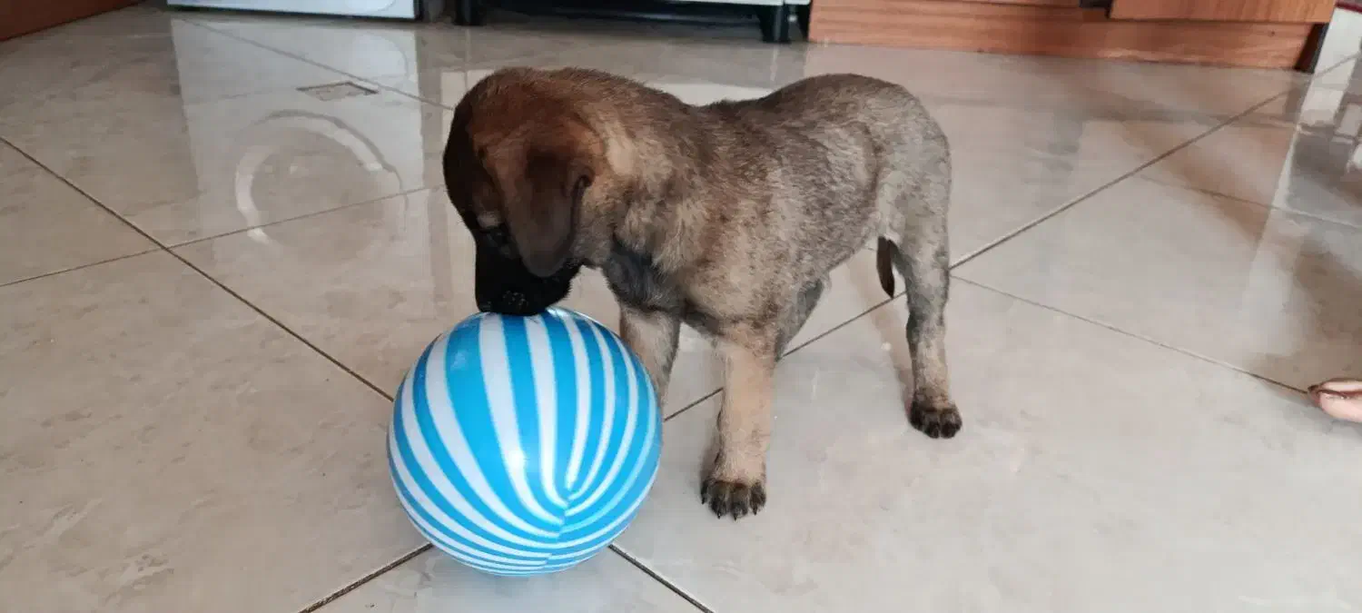 توله سگ محلی سالم|سگ|سبزوار, هویزه|دیوار