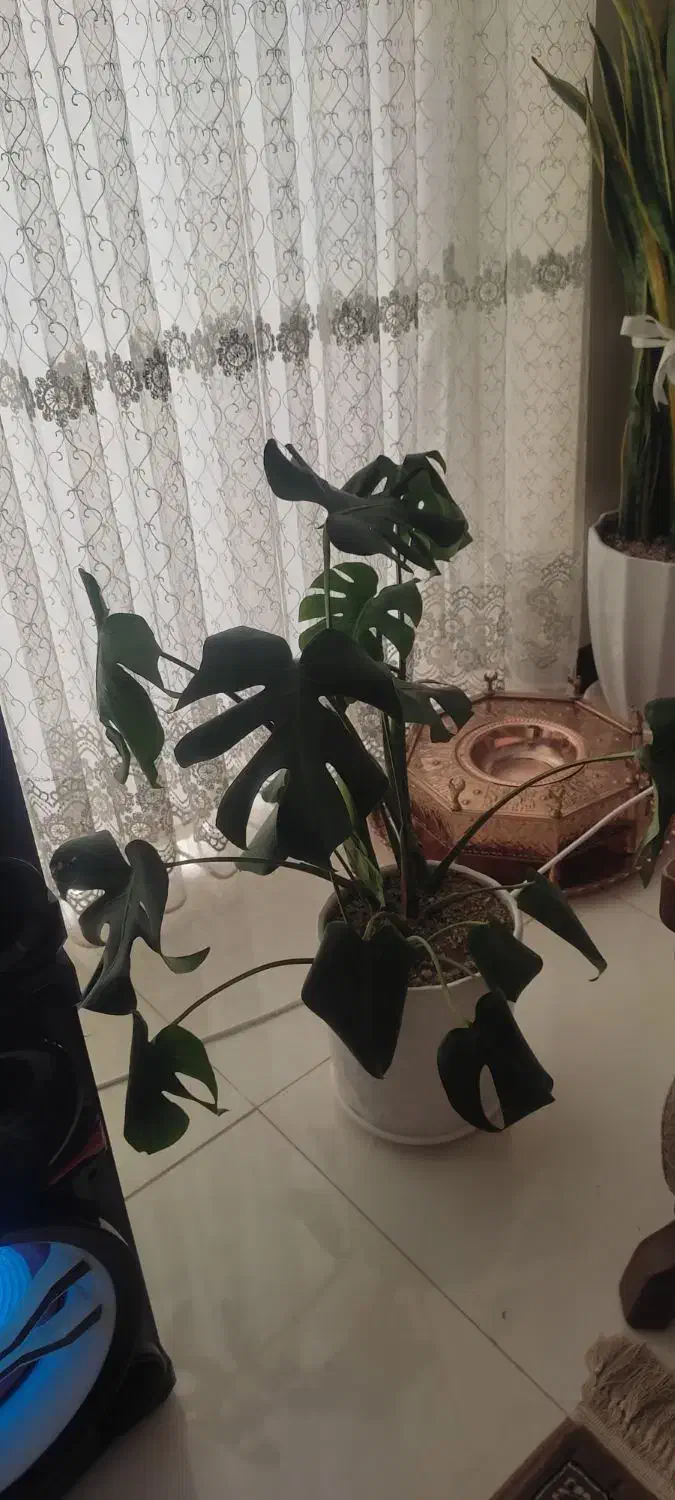 گل های خانگی|گل و گیاه طبیعی|شاهین‌شهر, شهرک ردانی پور|دیوار