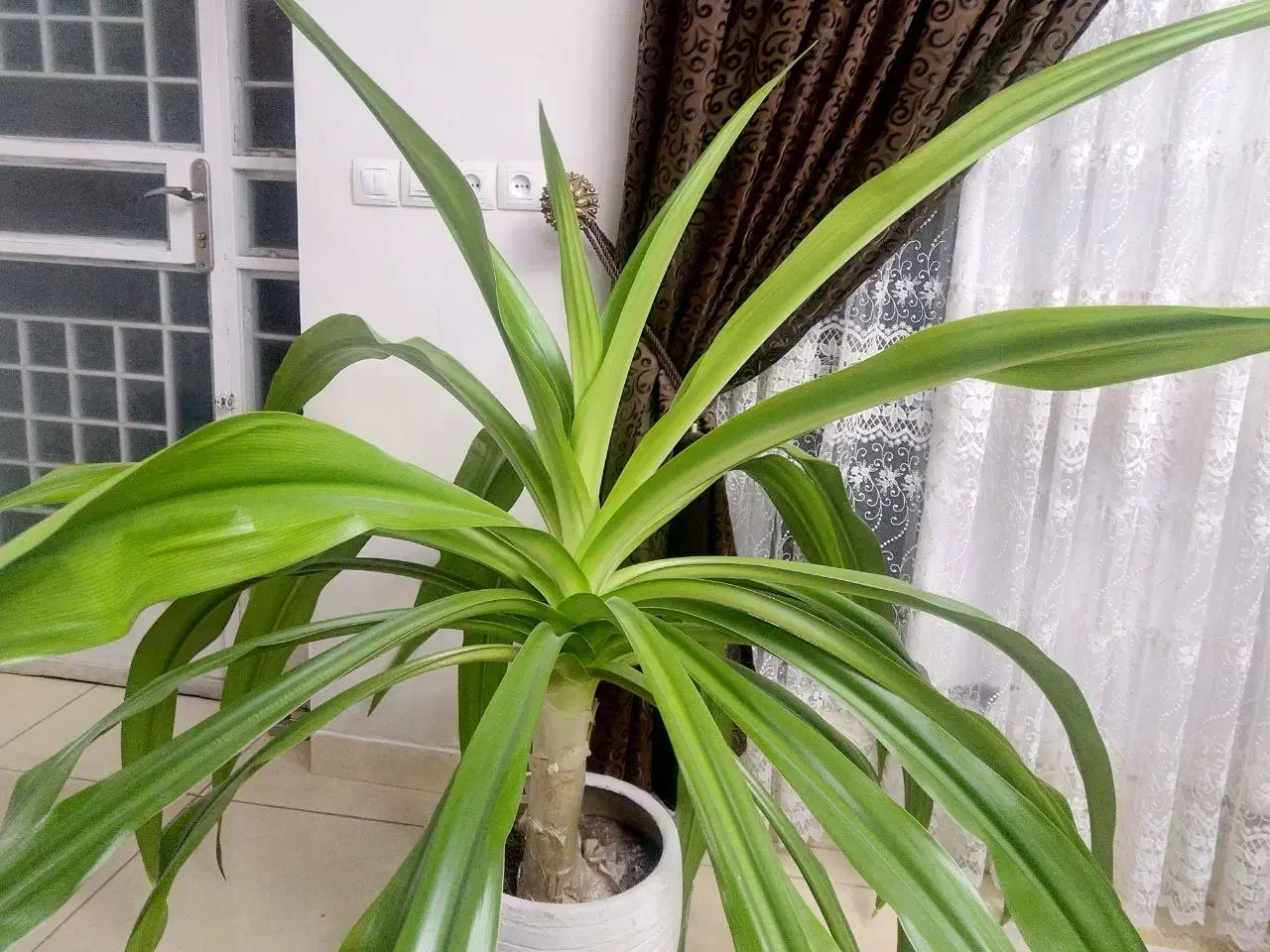 گل برگ ذرتی|گل و گیاه طبیعی|شیراز, تحویلی|دیوار