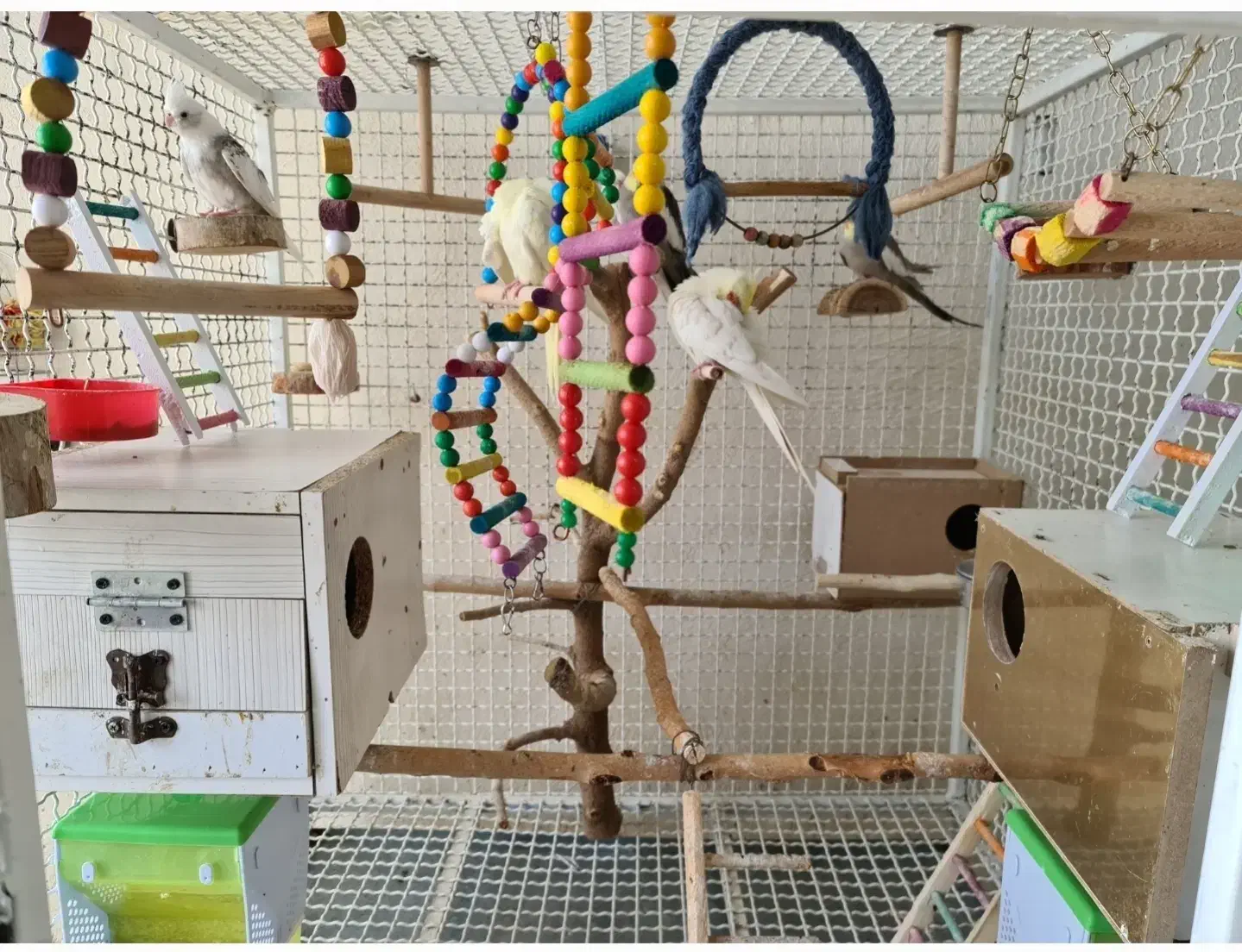 قفس پرنده|لوازم جانبی حیوانات|سرپل ذهاب, |دیوار