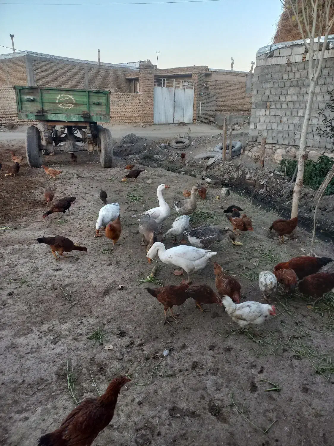 غوغا گاز و مرغ|حیوانات مزرعه|خوی, |دیوار