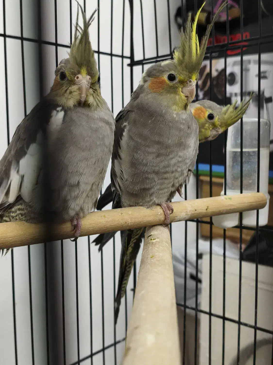 سه عدد عروس هلندی|پرنده|مشهد, حیدرآباد|دیوار