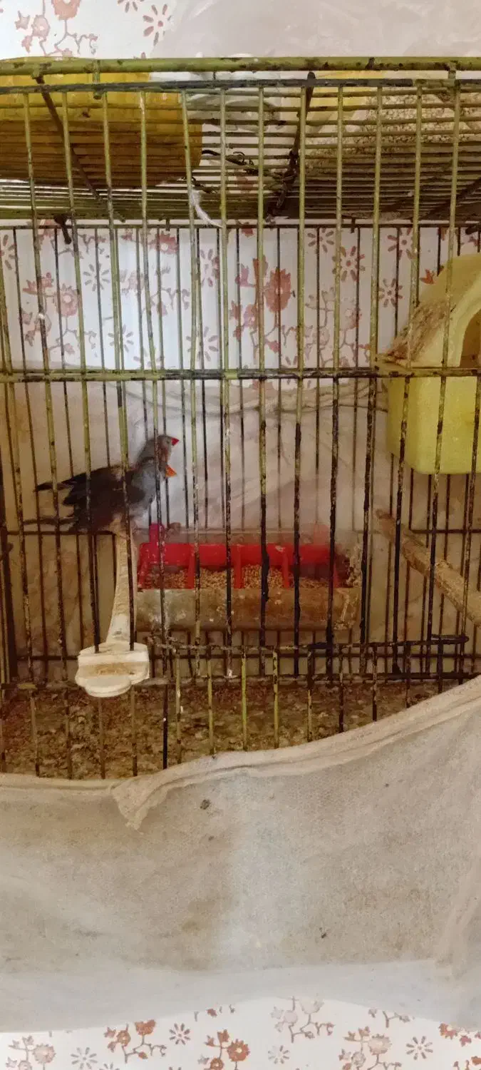 فنچ۹عدد|پرنده|اسفراین, |دیوار