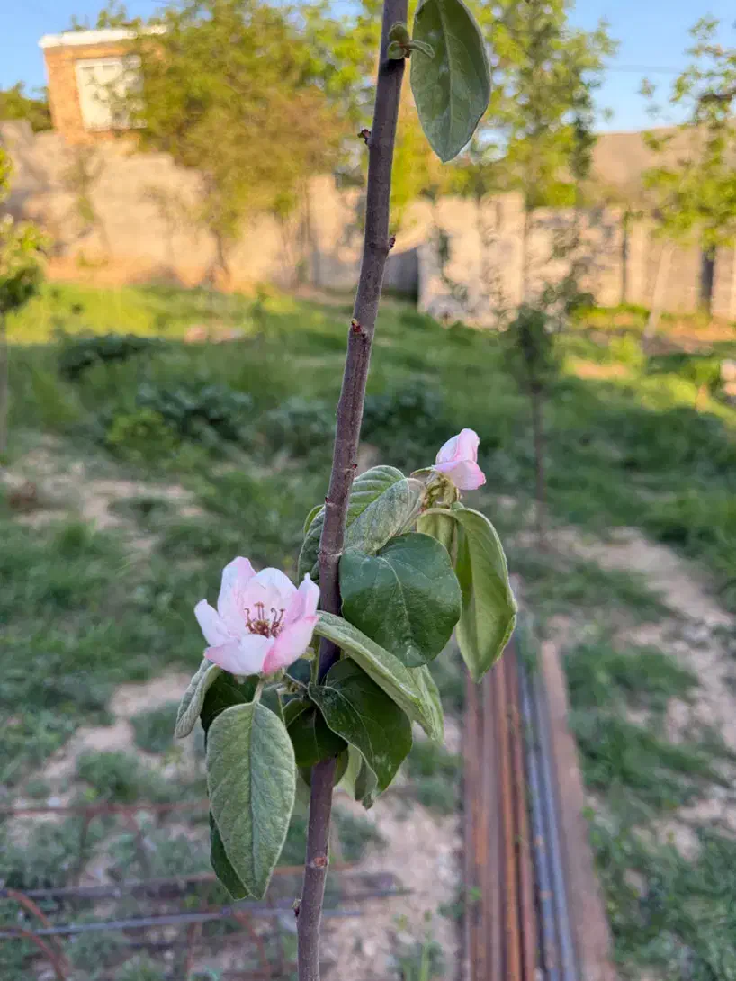 زمین مسکونی دستجرده سفلی|فروش زمین و ملک کلنگی|دینور, |دیوار