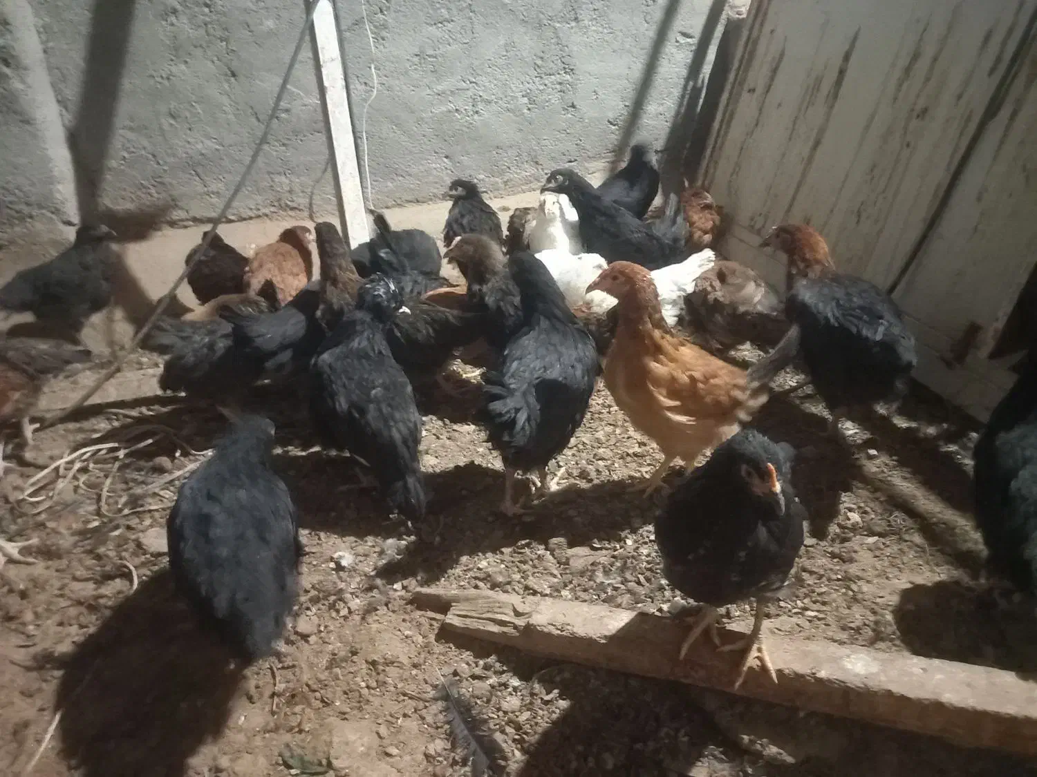 باسلام فروش جوجه مرغ کرمانشاهی به فروش میرسد|حیوانات مزرعه|اردکان, |دیوار