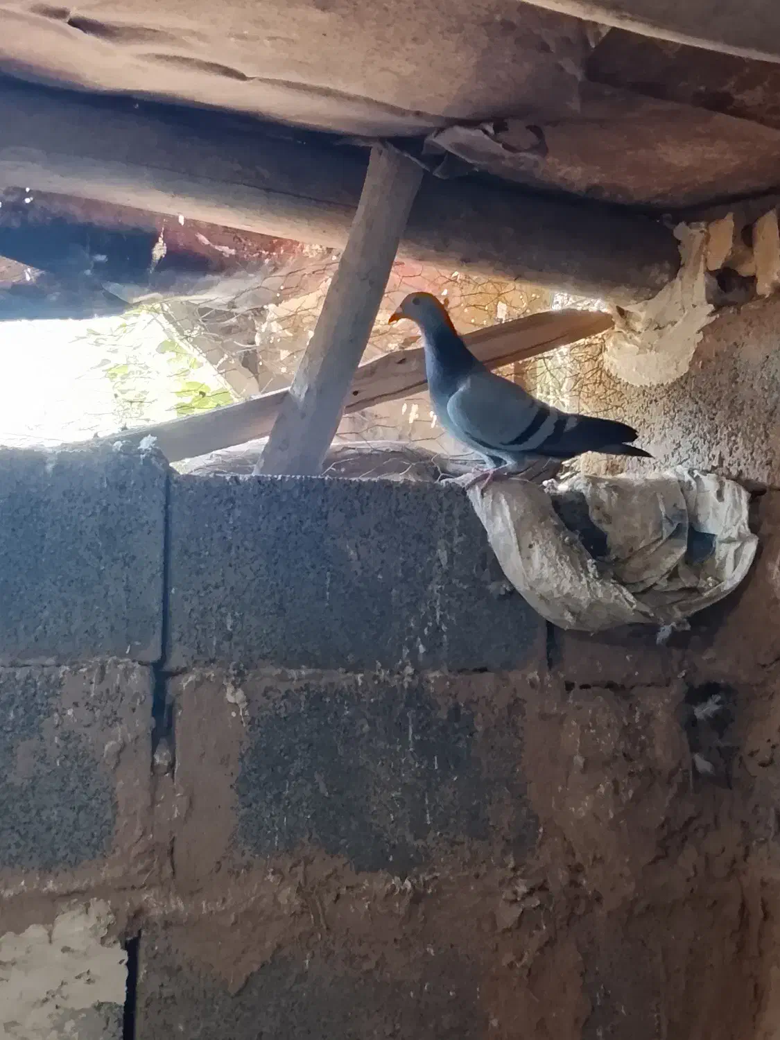 کبوتر مسافتی|پرنده|زرین آباد, |دیوار